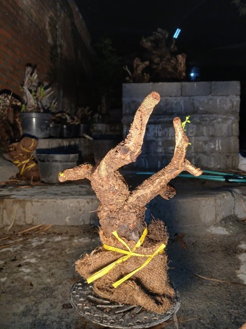 PM0001 Rare Santigi (Pemphis Acidula) Literati Style - Shohin Size Bonsai