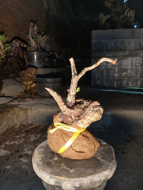 PM0002 Rare Santigi (Pemphis Acidula) Literati Style - Shohin Size Bonsai