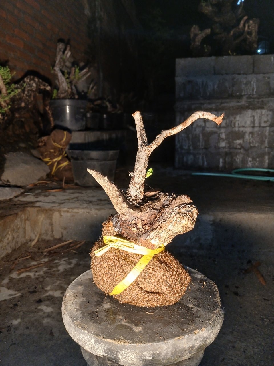 PM0002 Rare Santigi (Pemphis Acidula) Literati Style - Shohin Size Bonsai